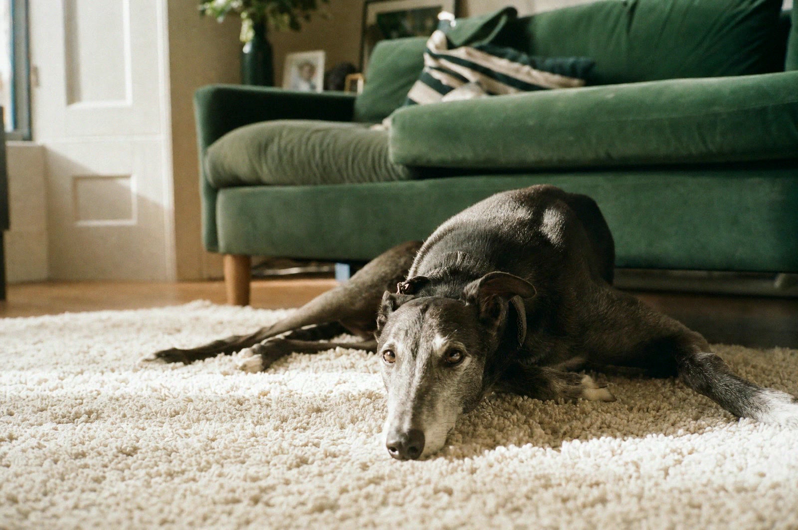 Dog lying on a rug at home in natural window light