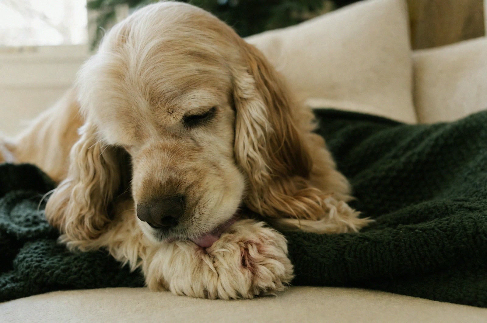 Spaniel licking its paw on the sofa